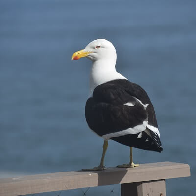 Gaviotas